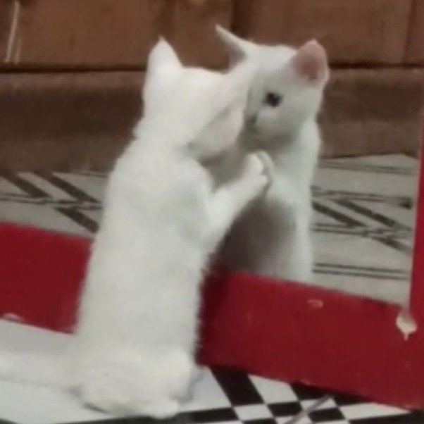 ricky as cats tweet media