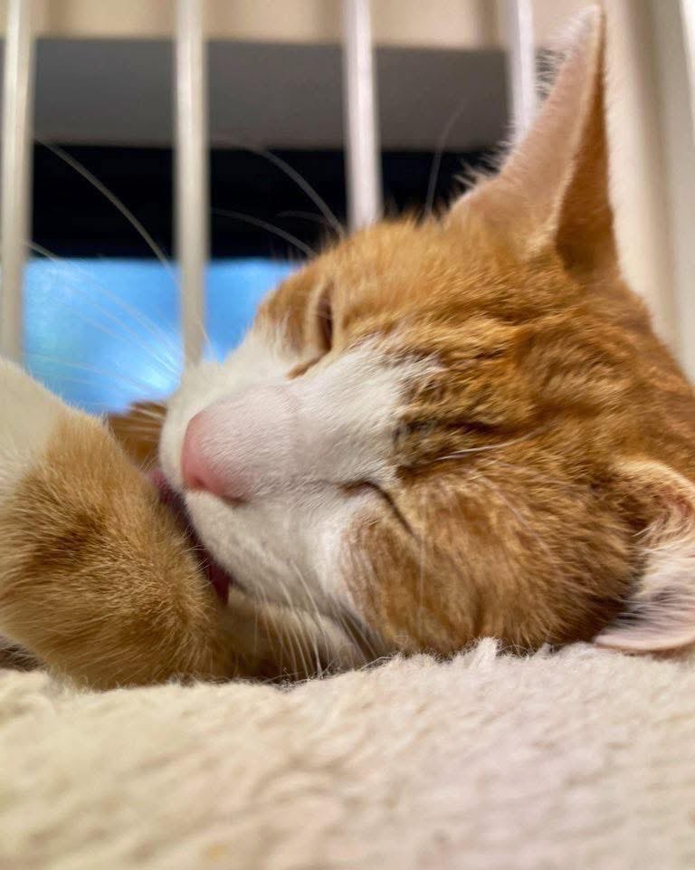TheStourbridge's tweet image. Night night sweet dreamies 

Give your mind time away from the serious parts of life, just like a computer you need to power down once in a while.

#cats #Cat #CatsOnTwitter #CatsOfTwitter