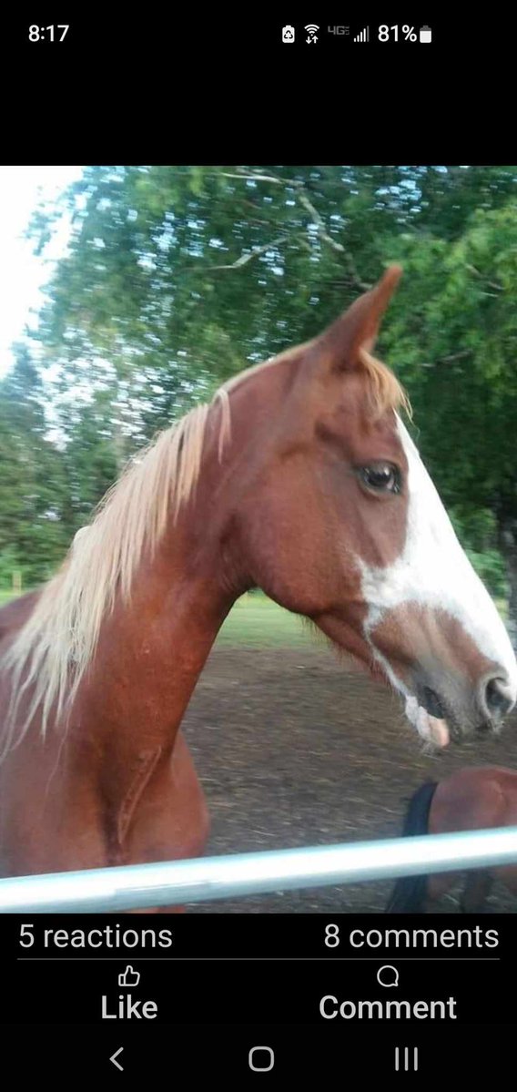 ProTurfSolFL's tweet image. Meet Girly!

A very unique registered American Saddlebred who ended up in a kill pen in Texas, that direct ships to Mexicofor slaughter. You can see the ship tag on her tail below. 

Girly did not have a great start in life and carries a lot of baggage because of it. We learned…