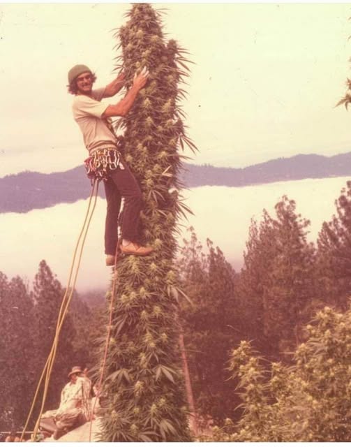 日陰しびれ茸 tweet media