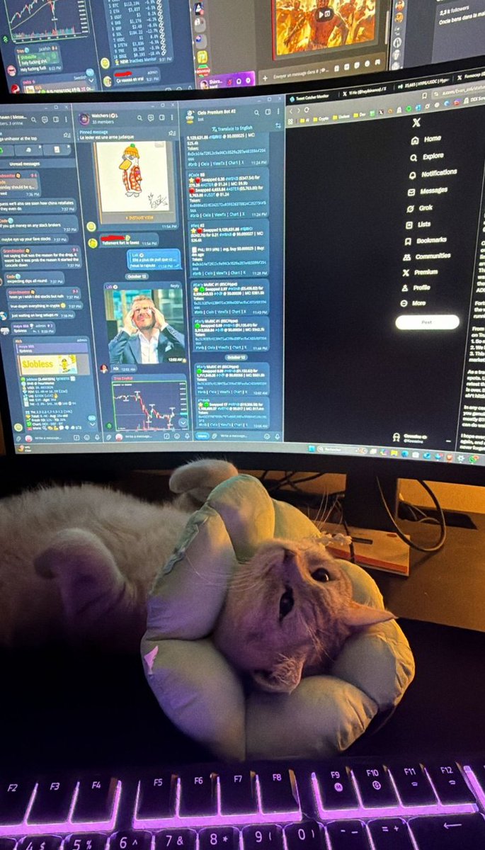 Coussins tweet media