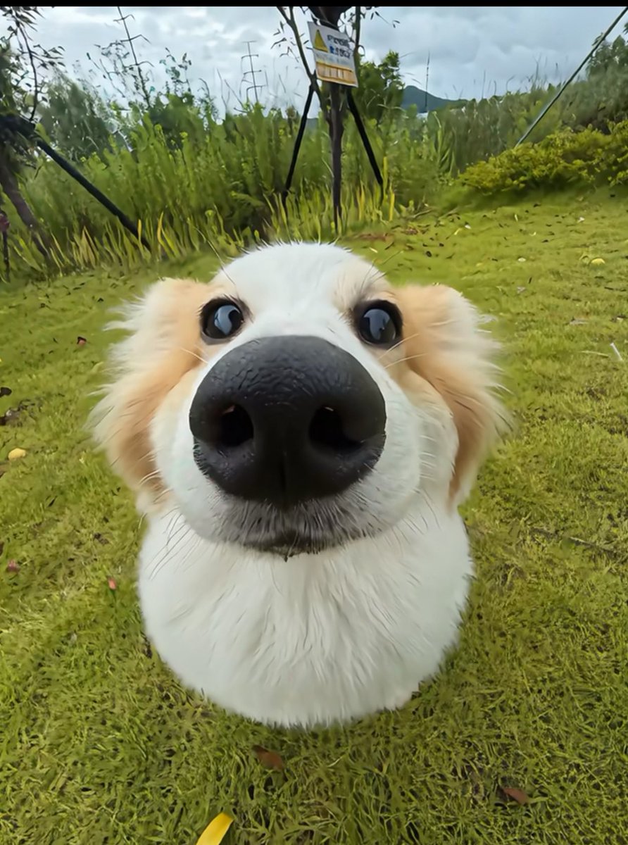 What would you name him ?