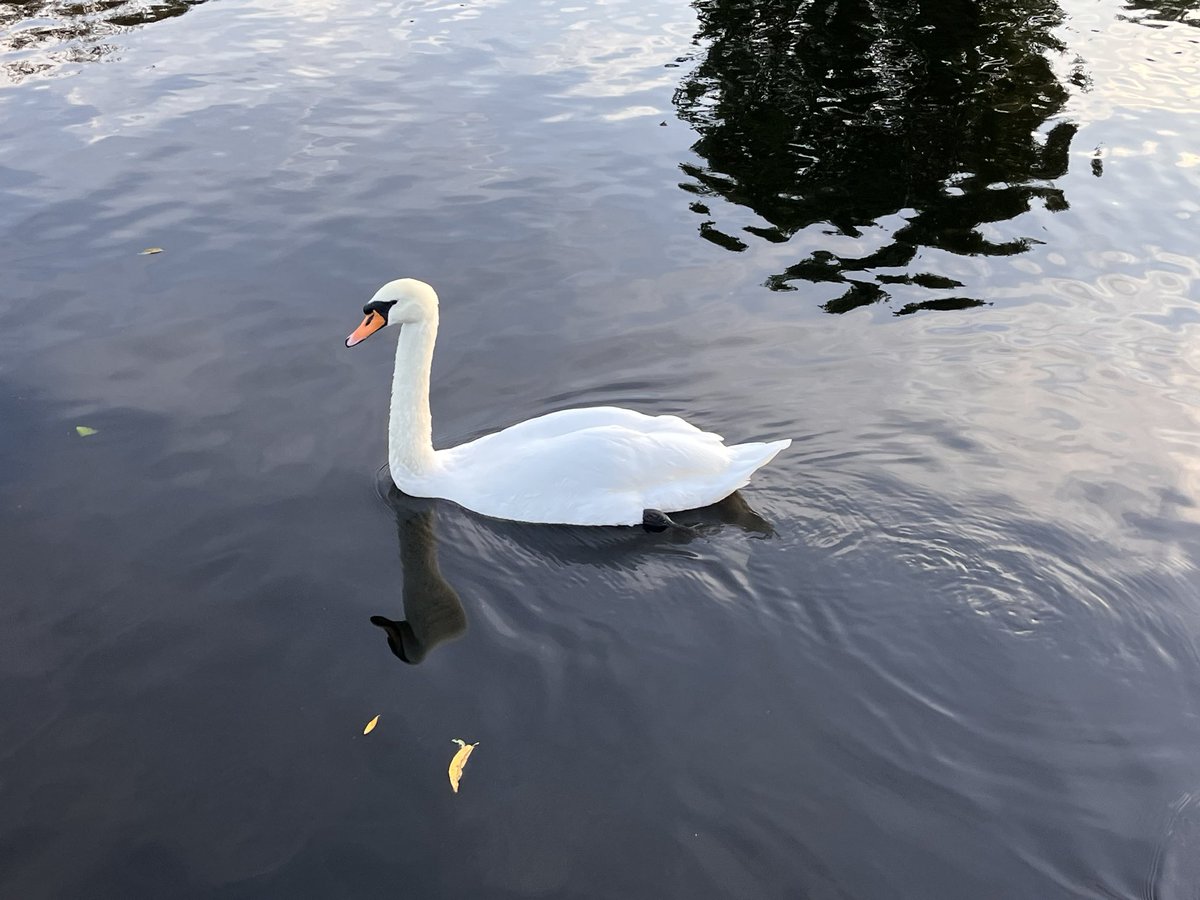 The swans down at the Waterside don’t seem to be bothered by the fun fair