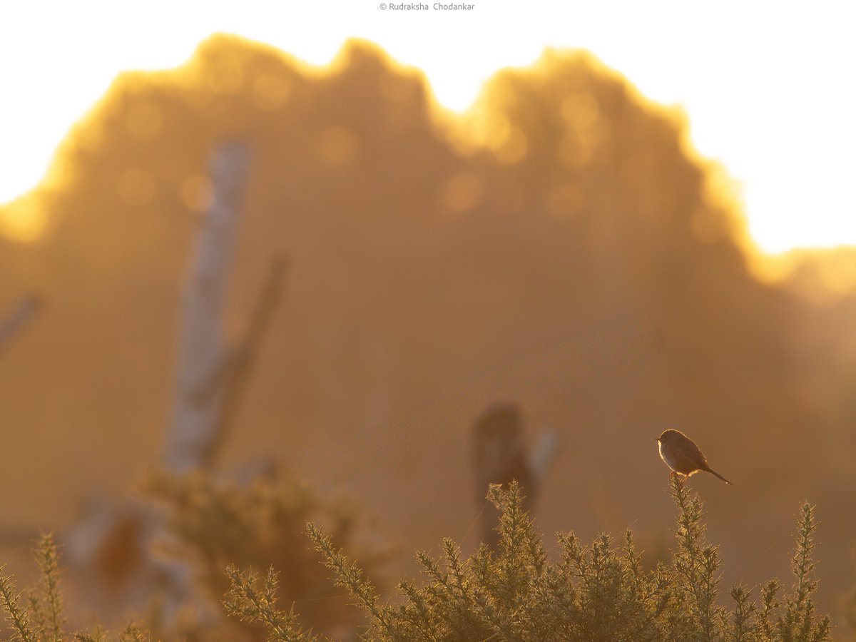 Redpolls continue to show well at Chobham Common N, some shots from Thursday morning.

<a href="/SurreyBirdNews/">SurreyBirdClubNews</a> <a href="/TBHPartnership/">Thames Basin Heaths Partnership</a>
