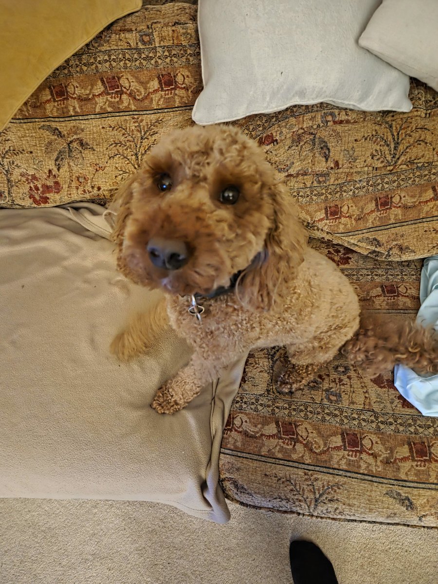 Doddzeh's tweet photo. His name is teddy and he has something to tell you. HE WANTS TREATS https://t.co/8004PA7u28