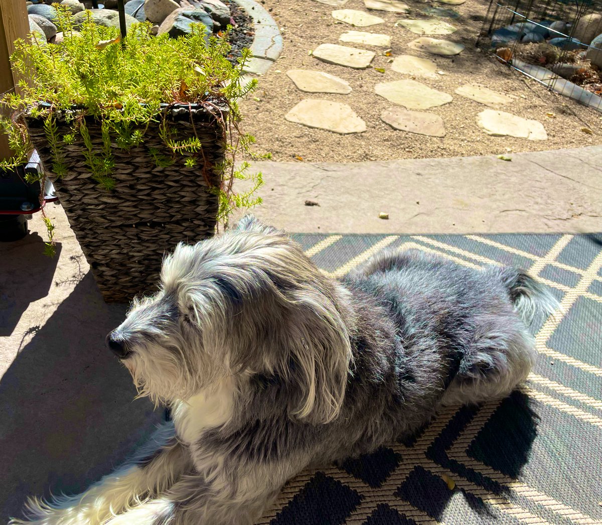 EMDUB21's tweet image. Rugie has all the symptoms of acorn poisoning.😳😩Praying we caught it in time!❤️‍🩹We’d don’t want any of our frens to go through what we’re going through. 
Plz educate yourself on the dangers of acorns &amp;amp; oak trees. It’s a mast year so there are more acorns than usual. 🧵(1/4)