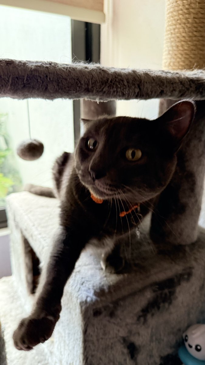 _OlivertheCat's tweet photo. Apaaaaa io tamen doy mi paw #PawTeam #CatsOnTwitter #Caturday #MejorMeEspero #Oliver https://t.co/RhkSiXufg0