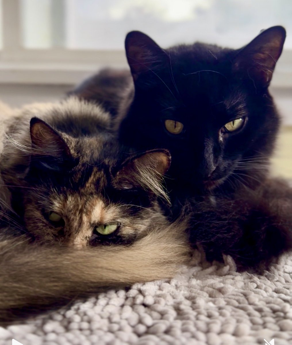 catnipaddicts's tweet image. She said “smile,” we said, “no” #OrangeOrBlackCatober