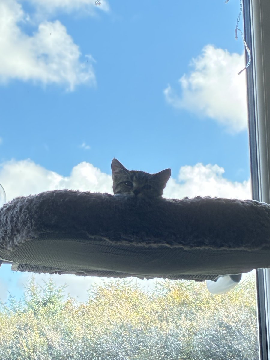 DylanMc01988639's tweet image. #cat #agartha #jango