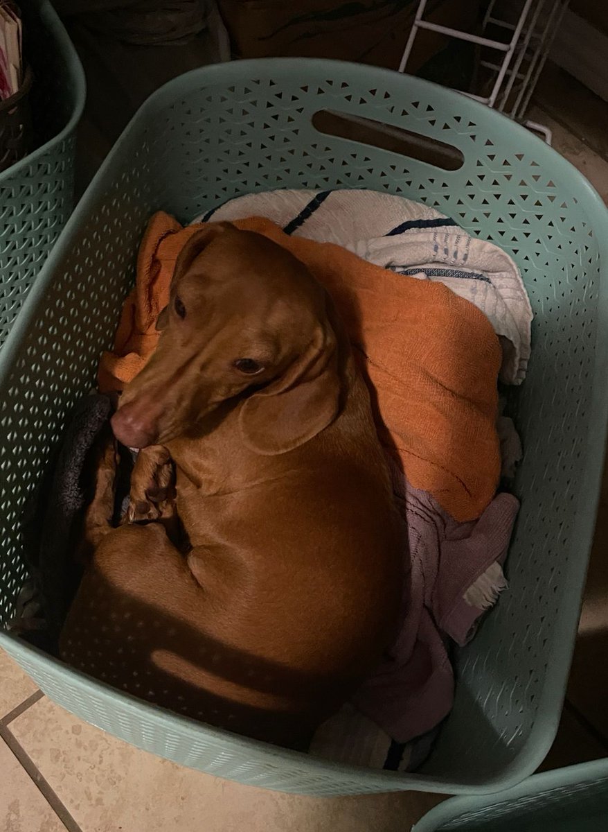 phlare's tweet image. Honey Pickles is making sure the laundry is warm. #Dachshund