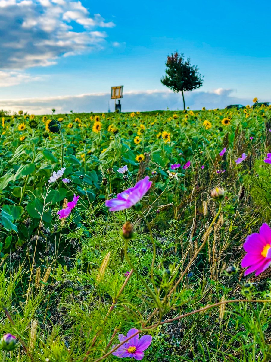 遅咲きのひまわり🌻とコスモスの共演。
秋の景観🍂
📍カールスルーエ