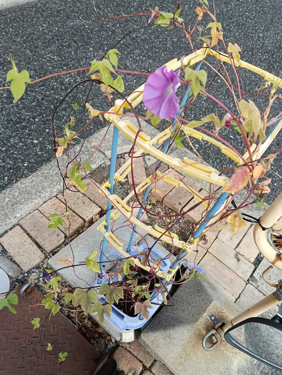ike3desu4's tweet image. 不定期更新❗
1年○組ike３のアサガオ観察日記📔
ふたつ咲きました🙋

#アサガオ