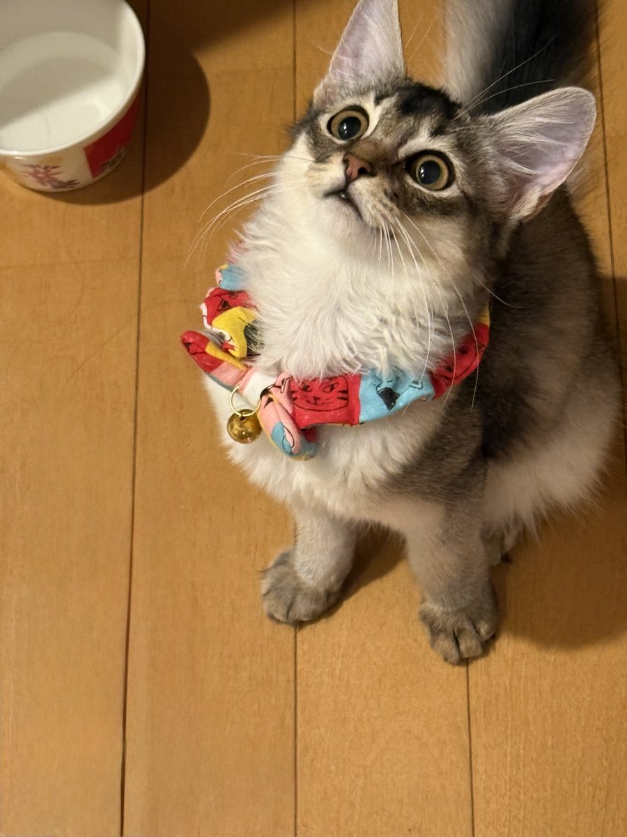 ミロからおはようございます♪
片手で抱っこは重くなりました(･･;)

ステキな日曜日お過ごし下さい✨