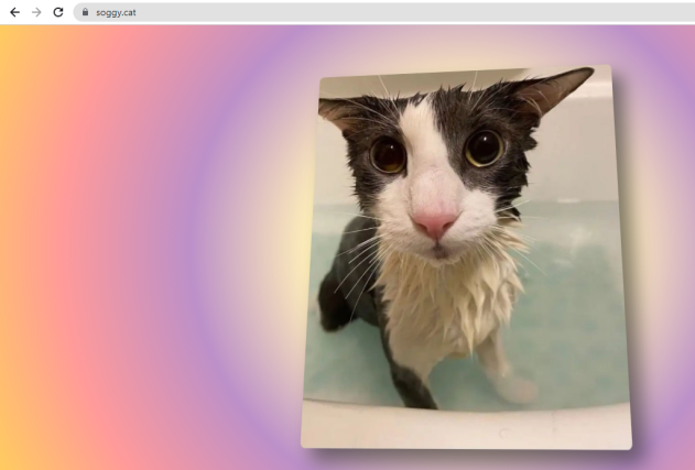 SoggerBot's tweet image. Angry sogger visited the soggy cat google page! ( he think it SUCKED)