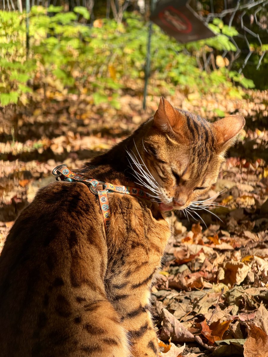 Gaïa et Yuki tweet media