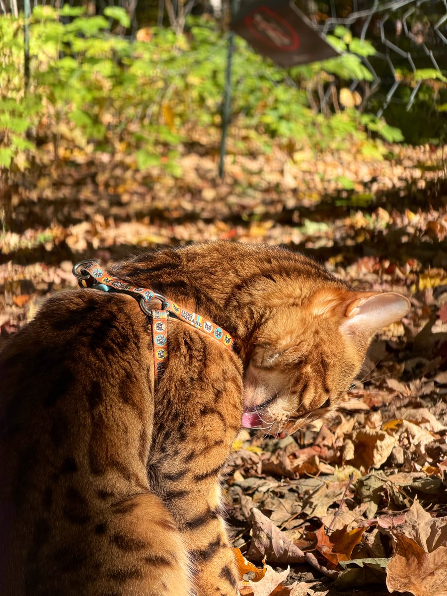 Gaïa et Yuki tweet media