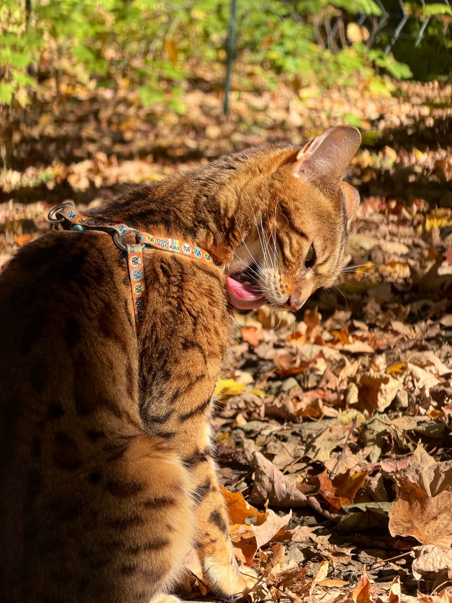 Gaïa et Yuki tweet media