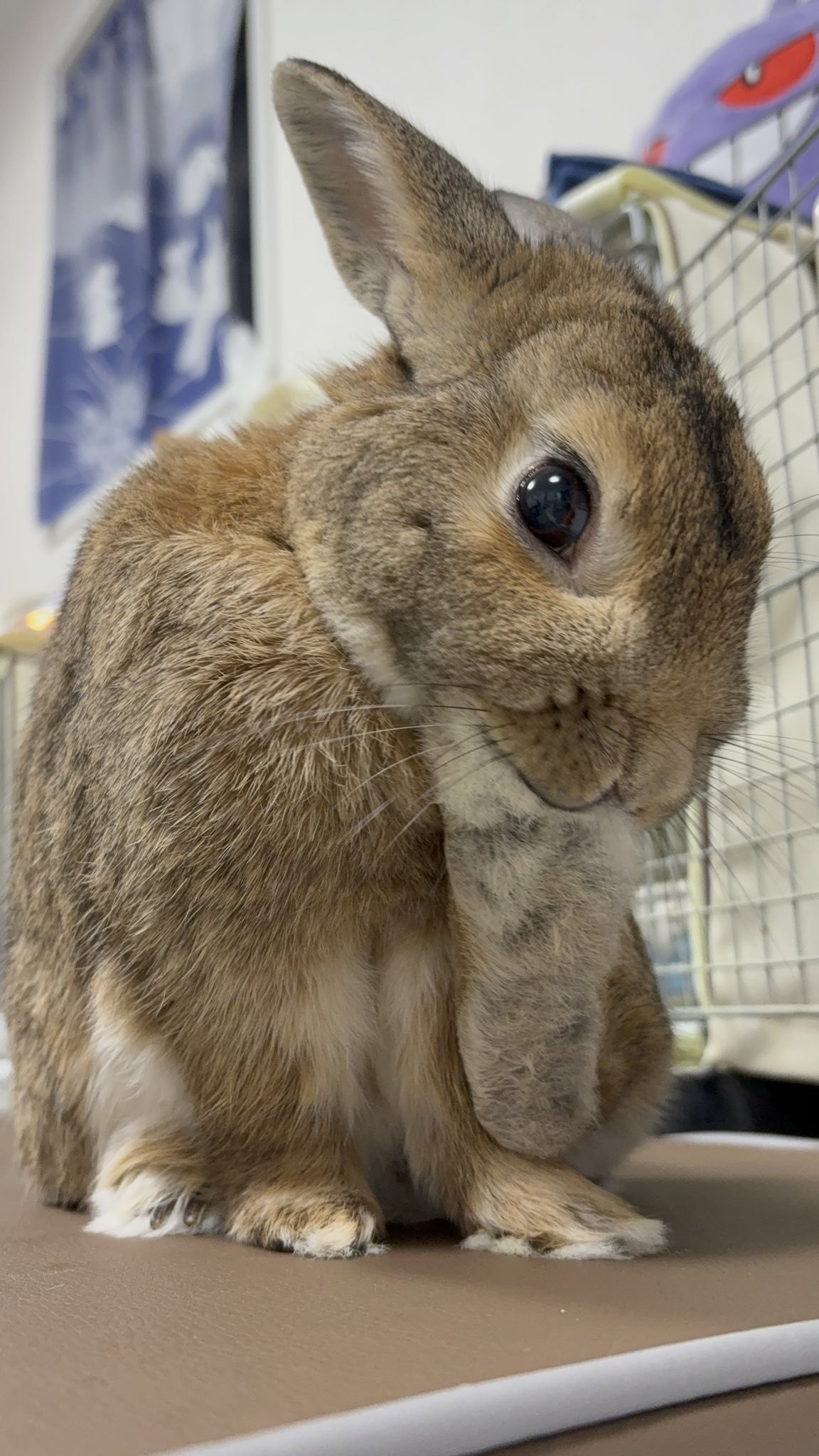 うさぎ - Search / X