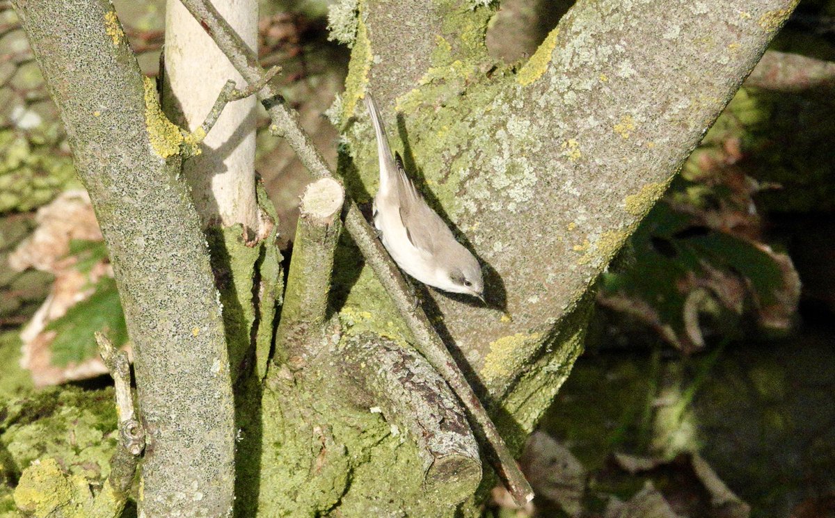 Jacquie Bridges tweet media