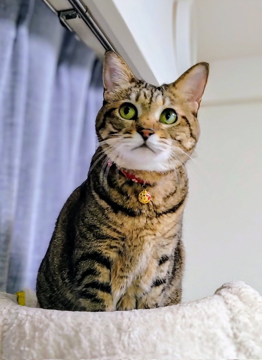 ある朝 
目が覚めると
そこはキャットタワーの上
？？わたしはねこに、
くりかのこになってる！？
、、、、、なんてね
𖤣𖥧𖡼.𖤣𖥧𓂃𓂂*.ﾟ
夜中に目が覚めてから
一睡もできなかったので
ちょっと頭が
おまつりなようです
日曜日でよかった💧
 #猫のいる暮らし 
 #くりかのこ