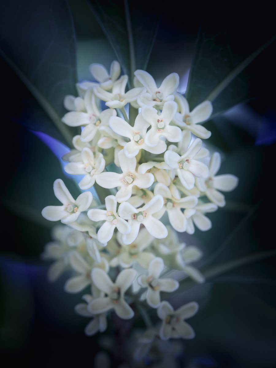 takao_camera's tweet image. 銀木犀

ギンモクセイが咲いていました。中国原産。モクセイ科。中国名は桂花、銀桂。キンモクセイのほうが知られていますがキンモクセイはギンモクセイの変種とのことで実はこちらが本家です。
花言葉は、初恋。