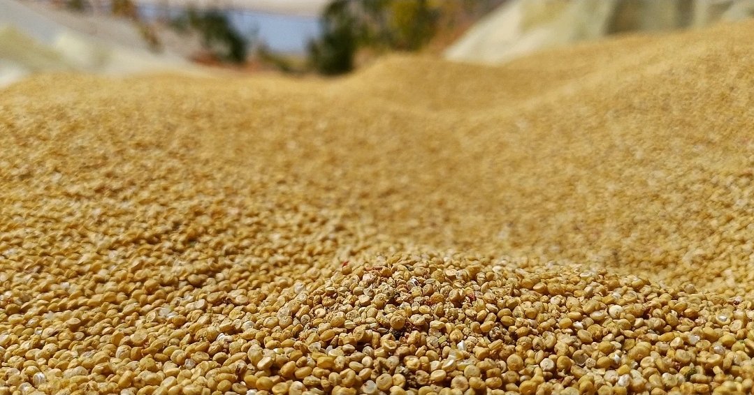 francfue's tweet image. 🌾Dunas de #quinoa en medio del desierto 🏜