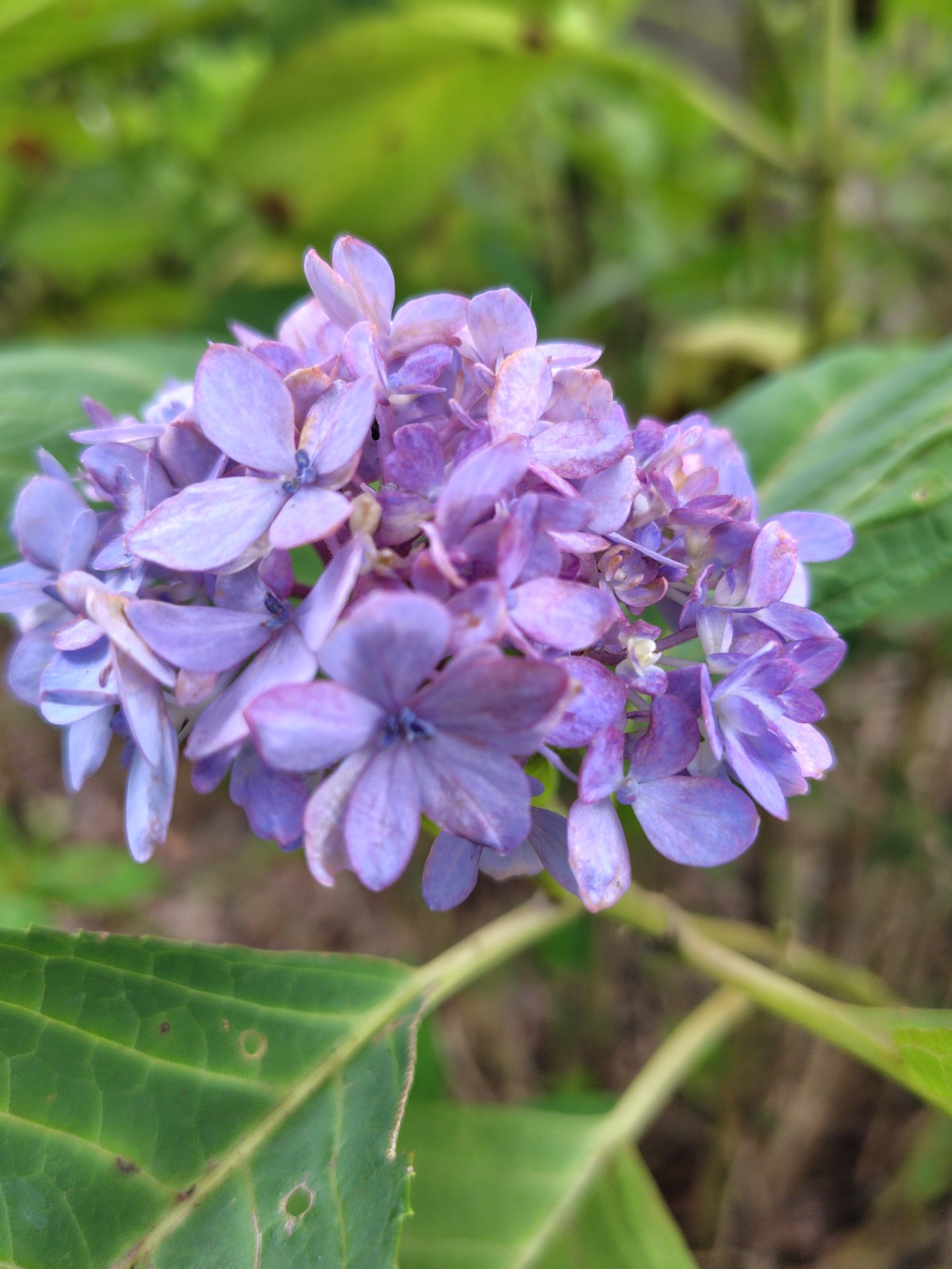 虹～紫陽花⭐ ふぅふぅ on X: 