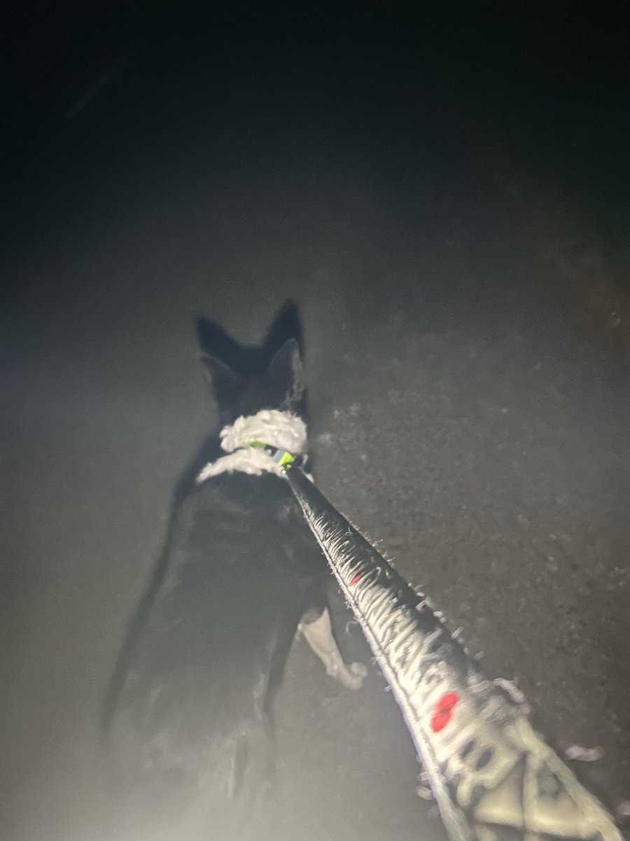 AnitaRolfe's tweet image. Already missing Summer nights! #BorderCollie