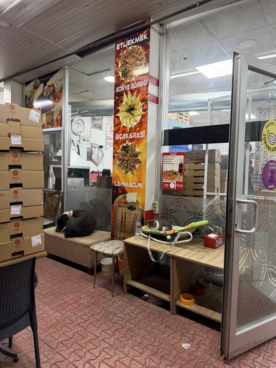 Bir işletme önünde huzurlu kedi,köpek görmek %100 daha tercih edilebilir yapıyor. 🐶🐱✨Allah razı olsun
Fatih 1453 Etli Ekmek KONYA