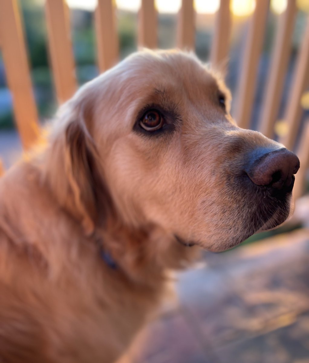 arlo_oz's tweet image. What about me? 🙄 #pleading #goldenretrievers #dogs