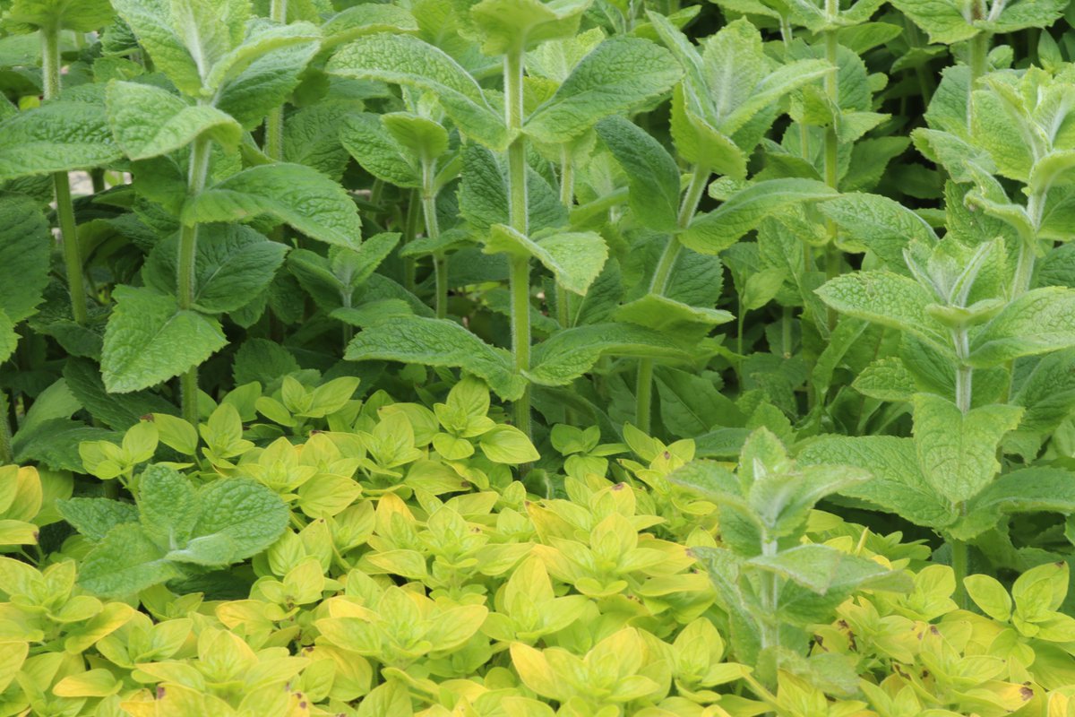 RachelUmbra's tweet photo. Hope the weekend is fun #green #nature #photo #photography #NaturePhotography #SaturdayVibes #outdoors https://t.co/m030g3Cy21