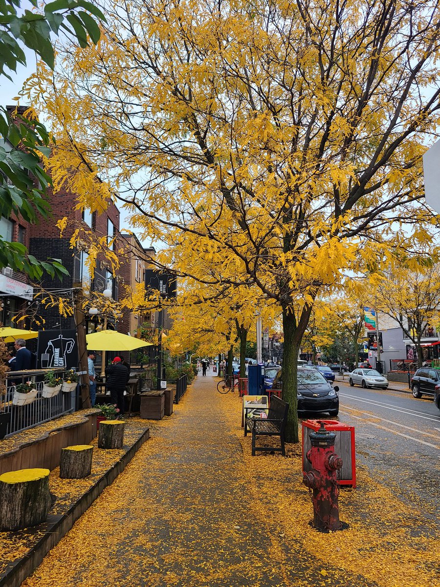 خريف مونتريال.