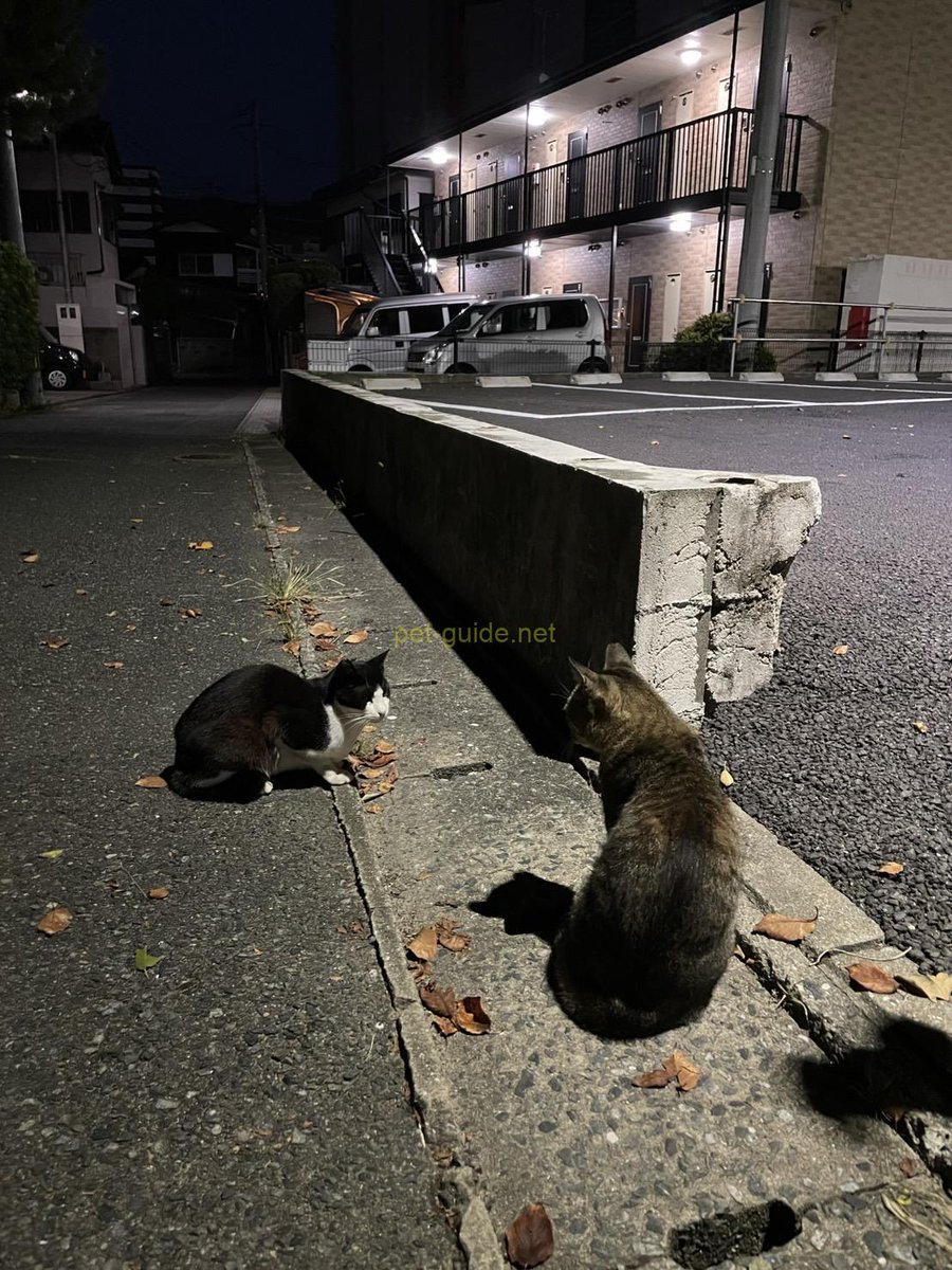 pet_guide_'s tweet photo. うちの愛猫が出産！　～出産の準備から完了までの流れ、注意点、飼い主さんができることを解説～ https://t.co/xbszJwOtQU https://t.co/XucXaRpnmr