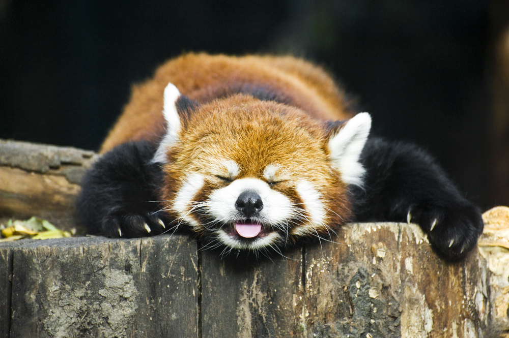 RedPandaEveryHr's tweet image. 