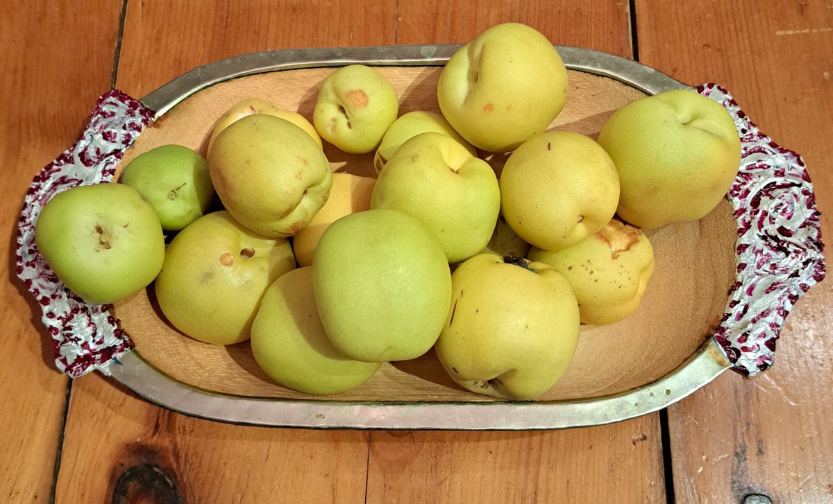 The quince harvest started ! #Quince2025