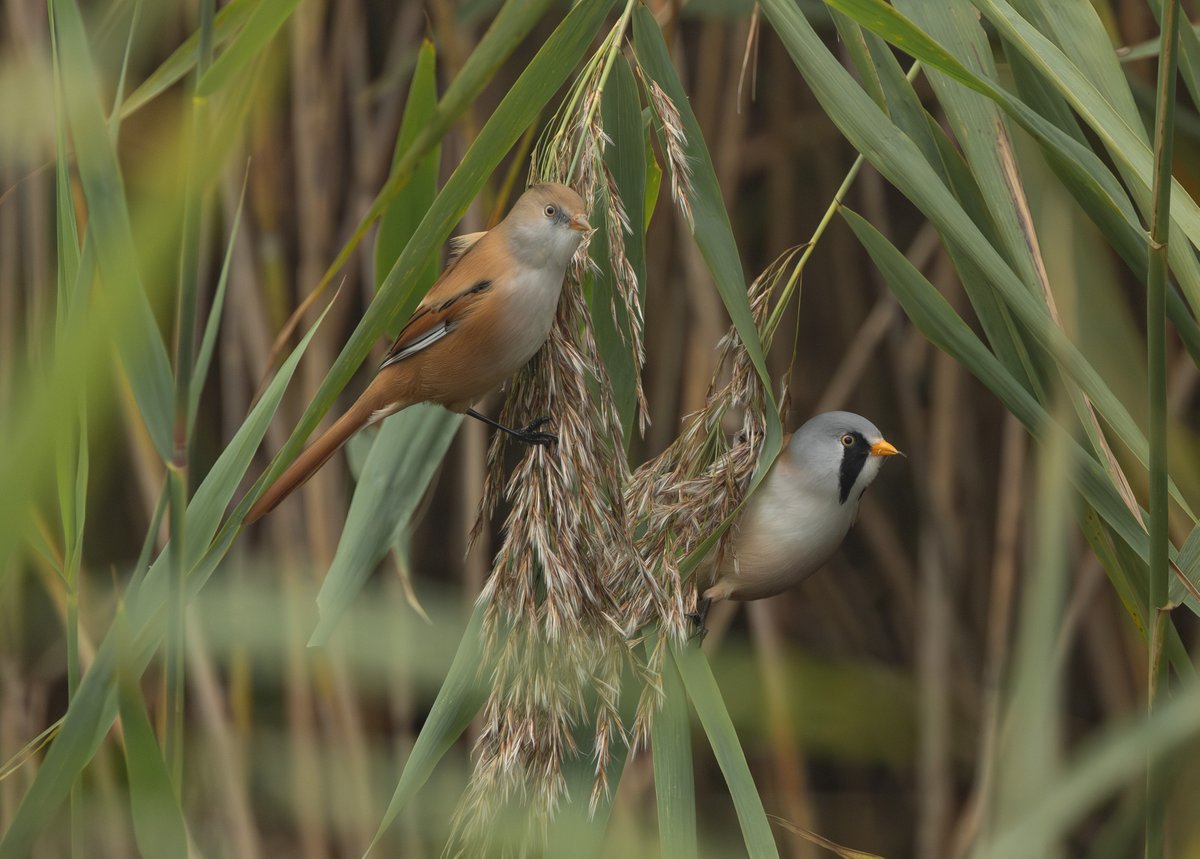 Beardies at Strumpshaw Fen today 😊