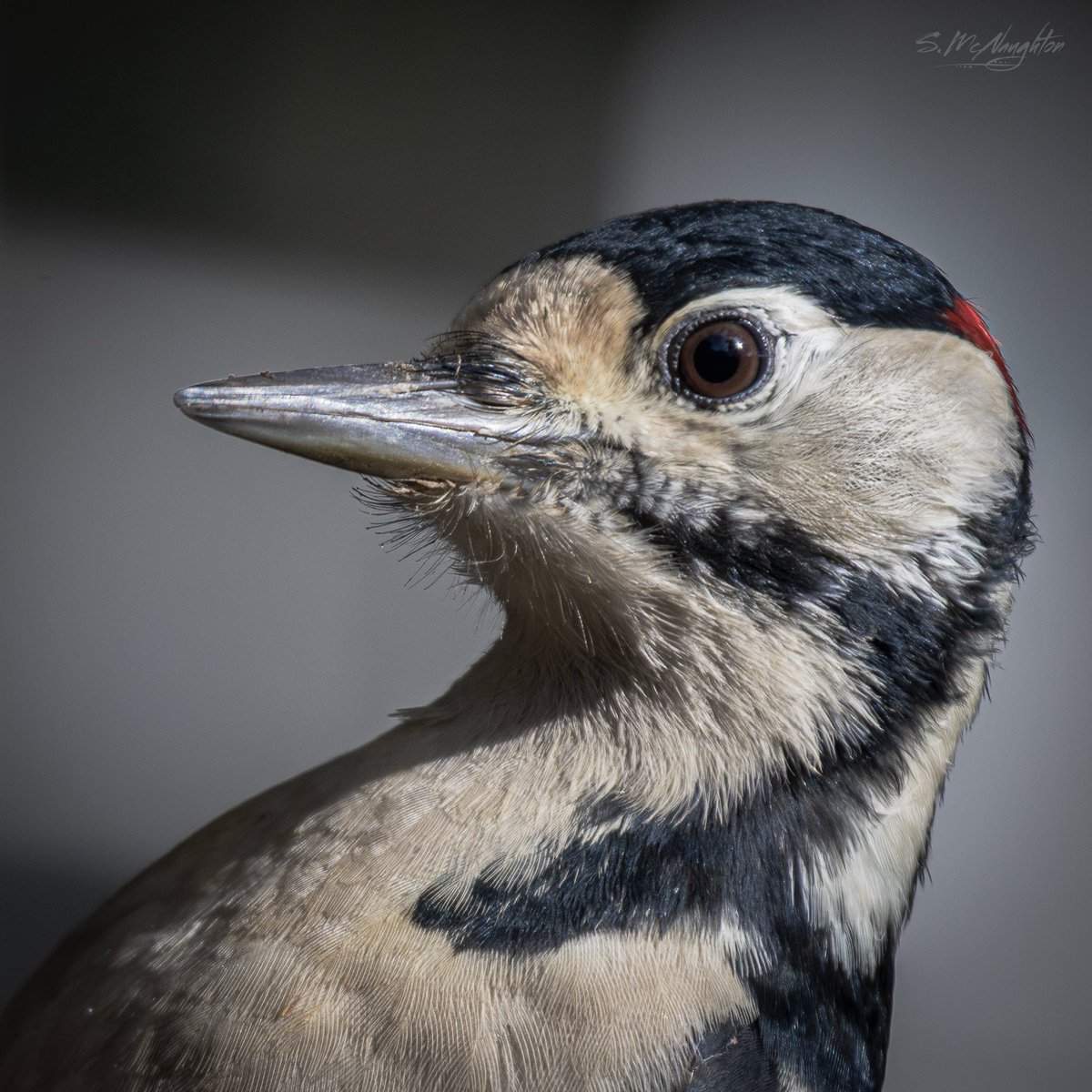 shaun mcnaughton tweet media