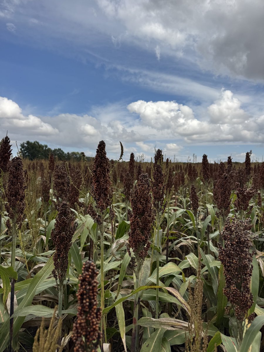 First foray into this itchy crop. 

Any tips for initial combine settings? Using a 25’ 1020 flex head on a 1688