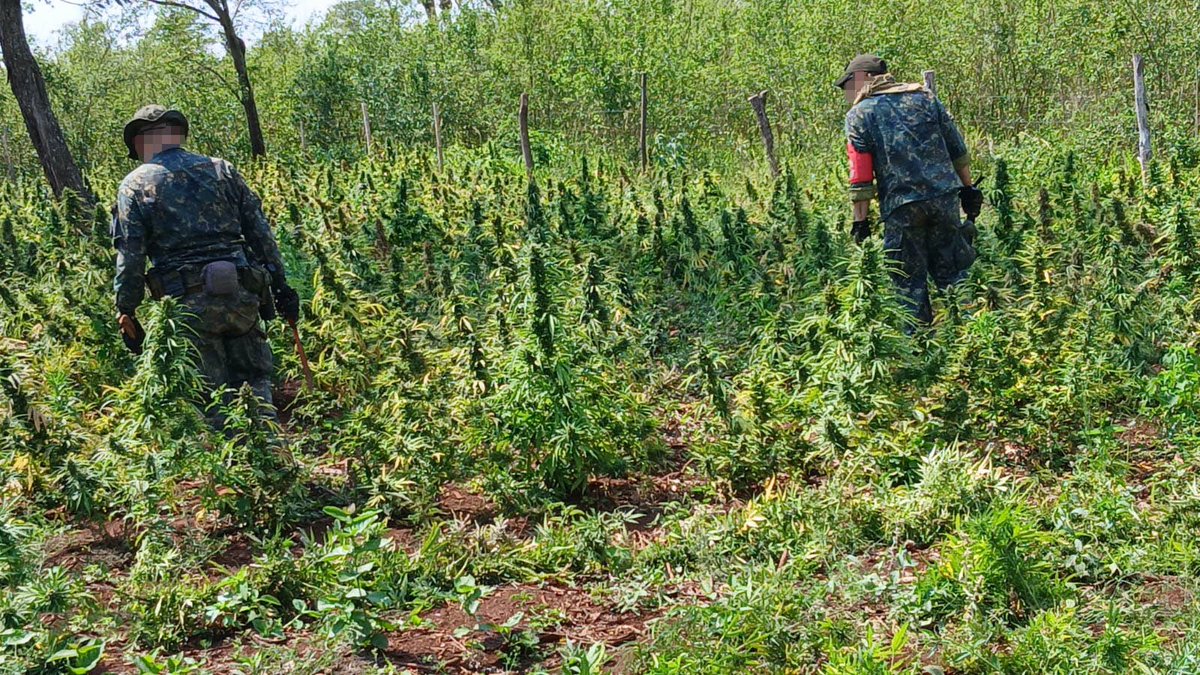 CODI_FTC's tweet photo. OPERACIÓN EXITOSA CONTRA EL NARCOTRÁFICO
EL SAP6 y SENAD destruyen:
- 6 hectáreas de cultivos ilegales
- 15.150 kg de marihuana seca
- 20 kg de semillas
- 7 campamentos precarios
Perjuicio económico: $994.500. Fiscalización: Abog. Celso Morales.
#CODI_FTC #SAP6 #SENAD https://t.co/ACoqcAatwB