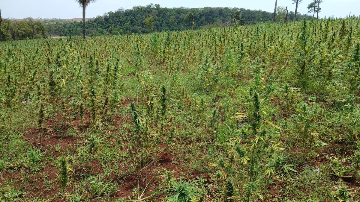 CODI_FTC's tweet photo. OPERACIÓN EXITOSA CONTRA EL NARCOTRÁFICO
EL SAP6 y SENAD destruyen:
- 6 hectáreas de cultivos ilegales
- 15.150 kg de marihuana seca
- 20 kg de semillas
- 7 campamentos precarios
Perjuicio económico: $994.500. Fiscalización: Abog. Celso Morales.
#CODI_FTC #SAP6 #SENAD https://t.co/ACoqcAatwB