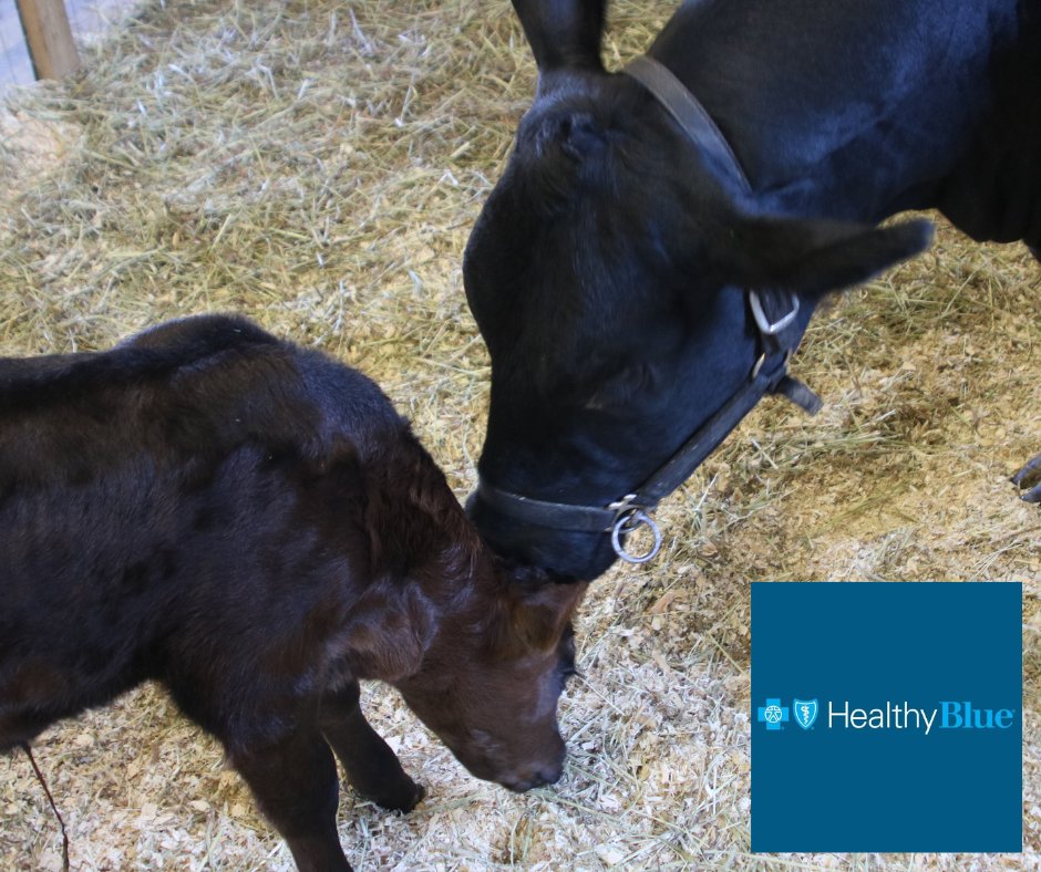 Who is excited to see all the animals in the FFA Children's Barnyard, sponsored by Healthy Blue NC, in just a few short days at the <a href="/NCStateFair/">N.C. State Fair</a>?! 😍🎉

Stop by to learn about our state's agriculture industry, meet adorable farm animals and more! #NCStateFair #NCAgriculture