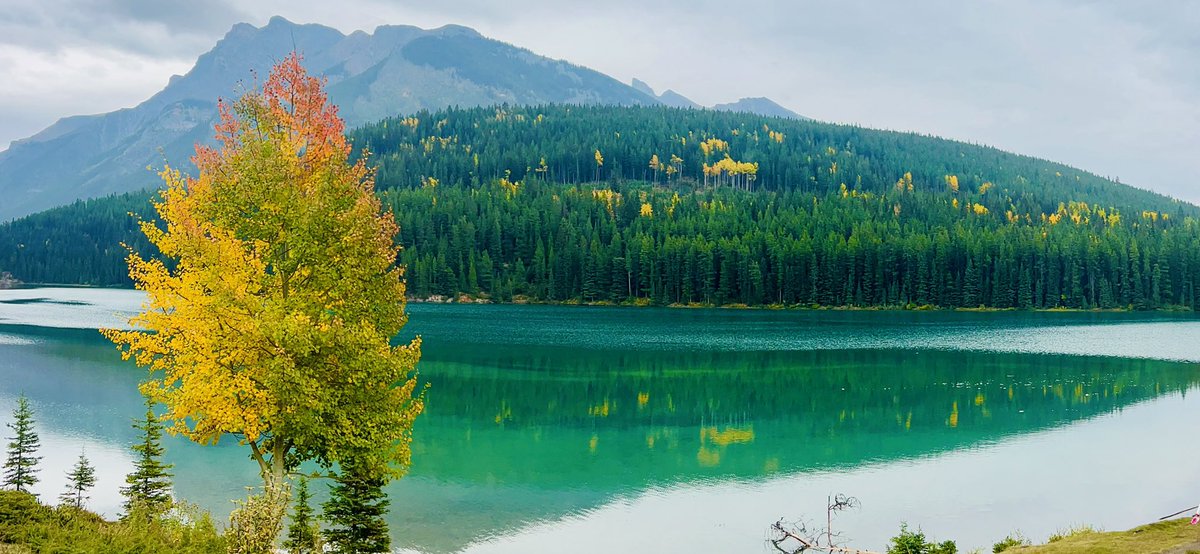 Calgary Observer tweet media