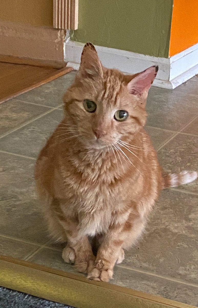 TheDarkPages's tweet image. Honey is over it on this #Caturday.