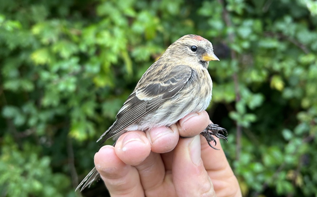 Today’s ringing survey resulted in us catching exactly 200 birds, comprising a a diverse range of species including the first Redwing of the Autumn, Blackcaps, Chiffchaffs, Stonechats &amp; Redpolls. We also ringed 5 Mistle Thrushes — an impressive but rarely caught species.