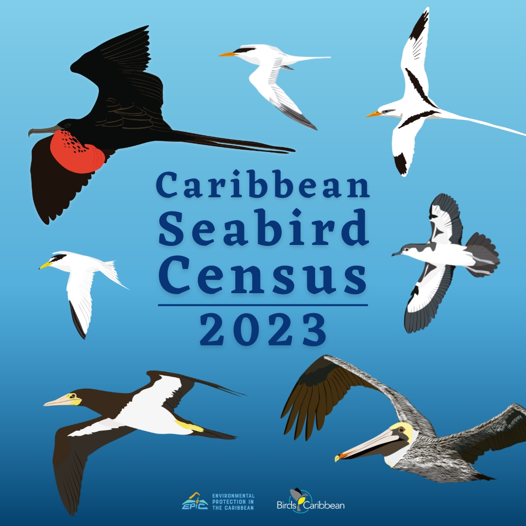 Birds Caribbean tweet media