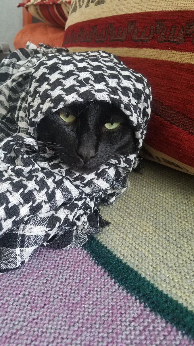 🇵🇸🏴🐈‍⬛