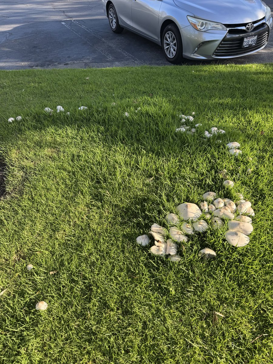 visualbasic97's tweet image. they got rid of the mushrooms i’ve been watching grow for weeks 🥀