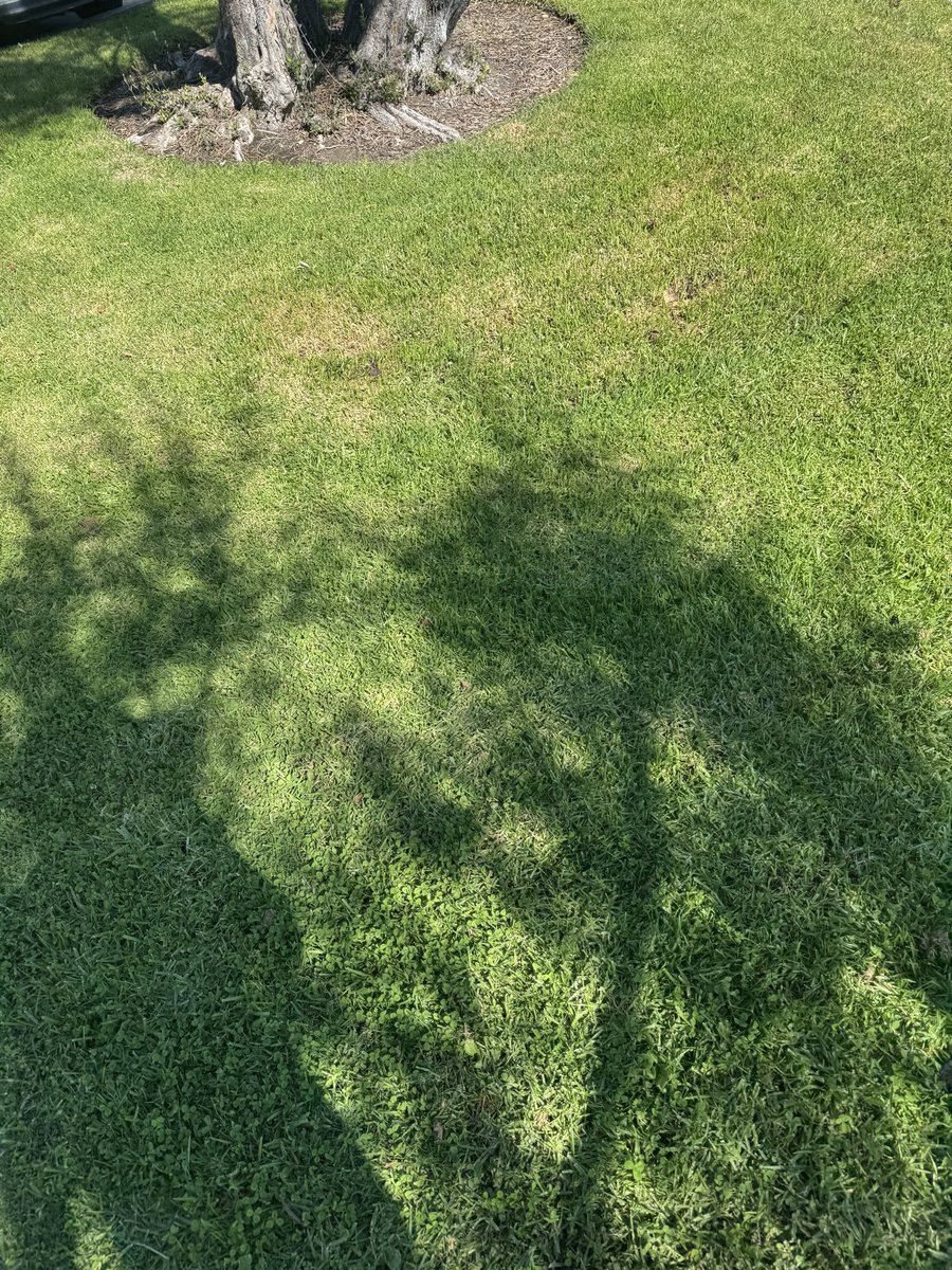 visualbasic97's tweet image. they got rid of the mushrooms i’ve been watching grow for weeks 🥀