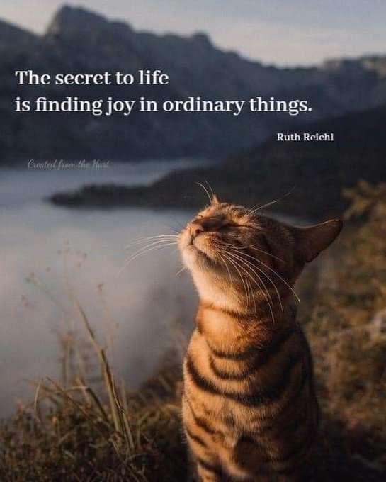 TrainingMindful's tweet image. #SecretToLife #life #Joy