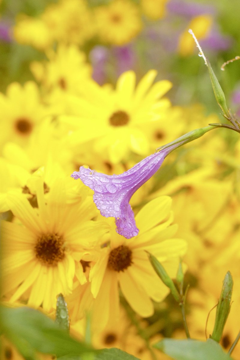 rog_flow's tweet image. おはようございます